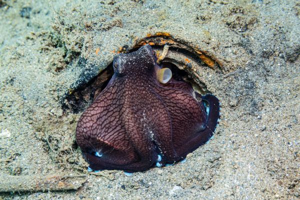 Coconut Octopus - Photo 6