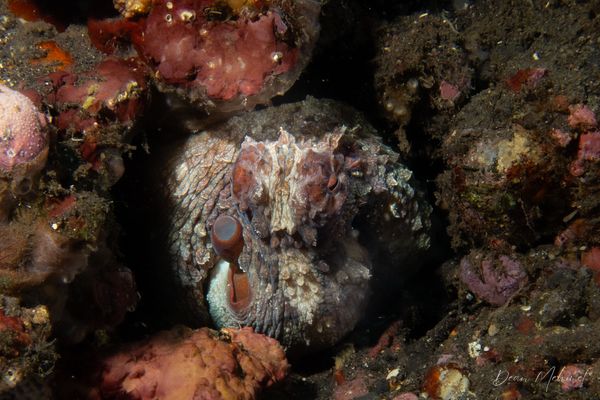 Day Octopus - Photo 1