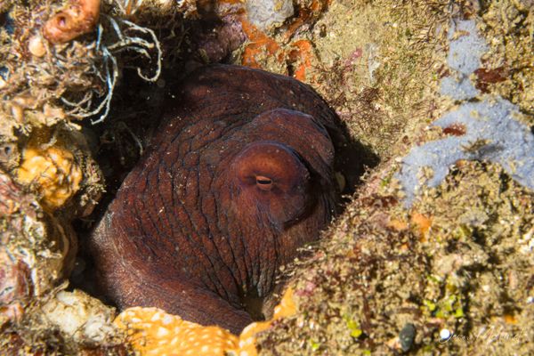 Day Octopus