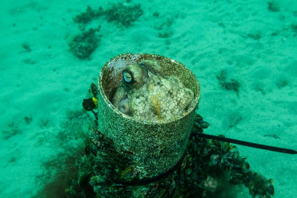 Pale Octopus - Photo 1