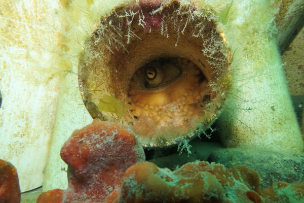 Pale Octopus - Photo 2