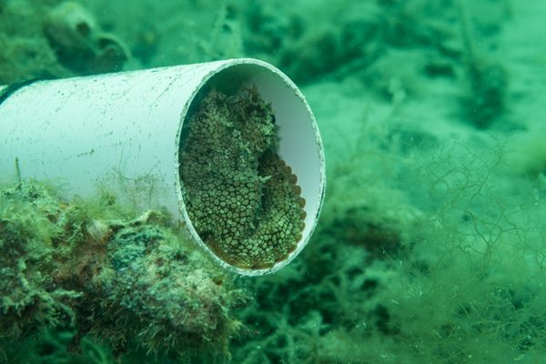 Pale Octopus - Photo 3