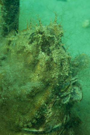 Pale Octopus