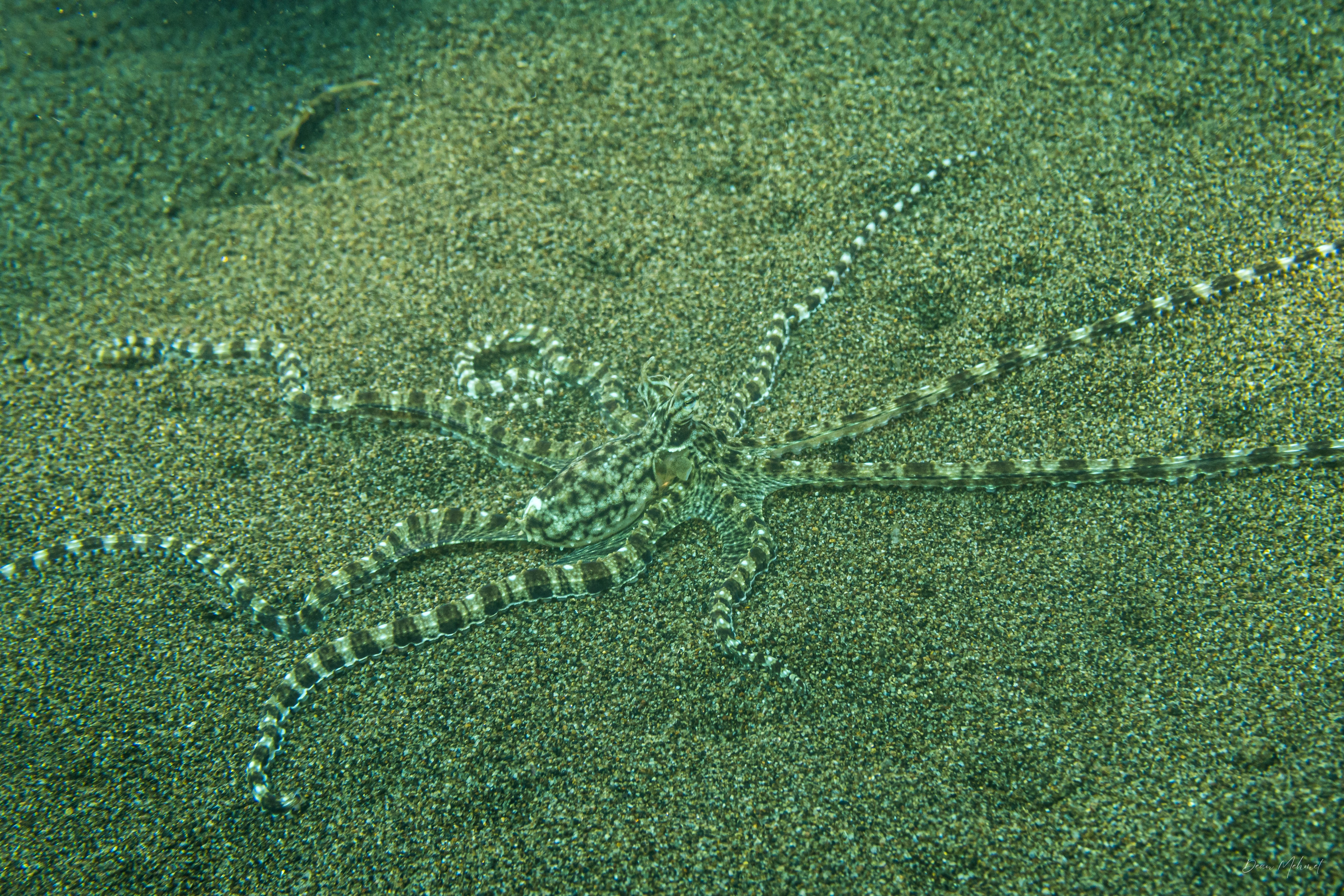 Mimic Octopus