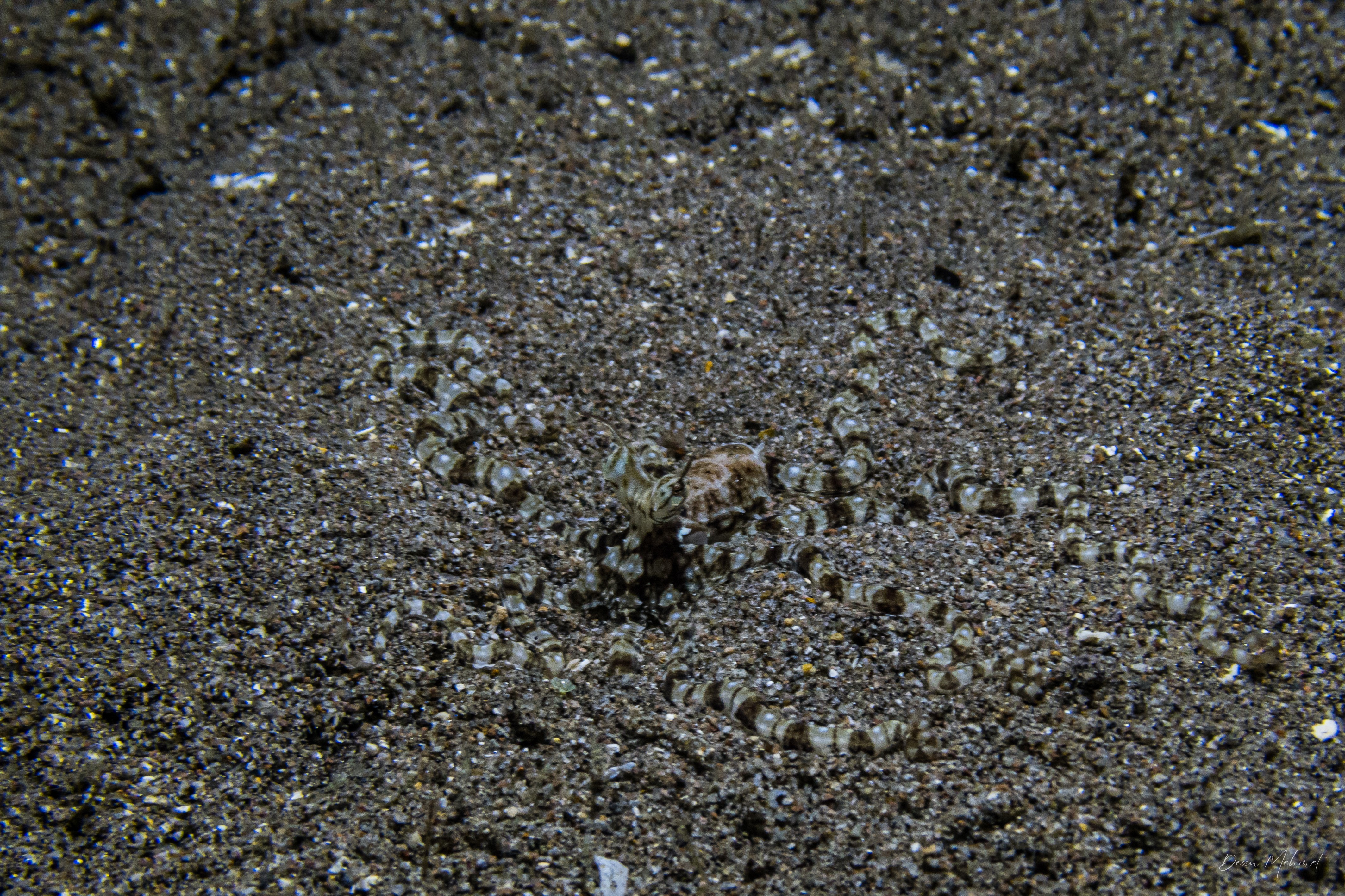 Mimic Octopus