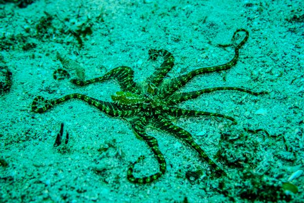 Mimic Octopus - Photo 1