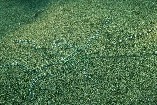 Mimic Octopus - Photo 2