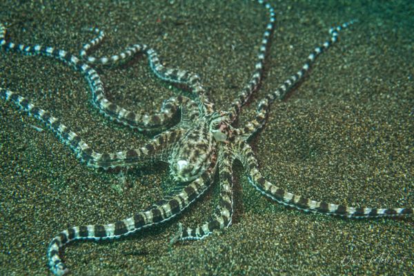 Mimic Octopus - Photo 3