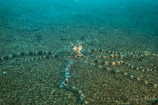 Mimic Octopus - Photo 4