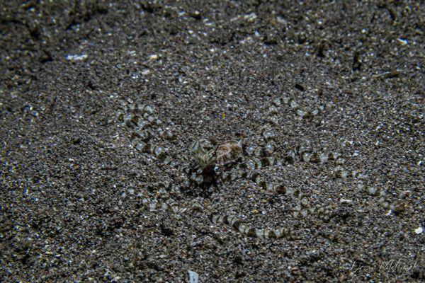 Mimic Octopus - Photo 5