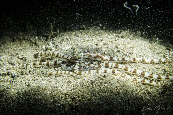 Mimic Octopus - Photo 6