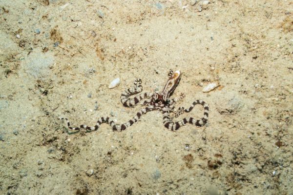 Mimic Octopus - Photo 7