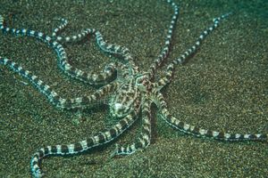 Mimic Octopus