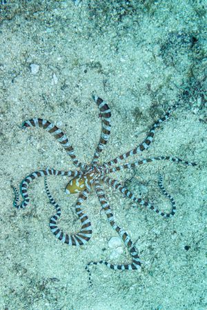 Wonderpus representative species