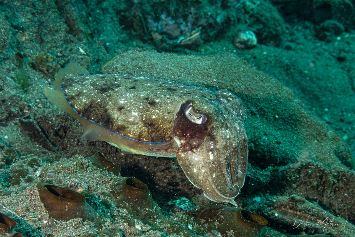 Pharaoh Cuttlefish