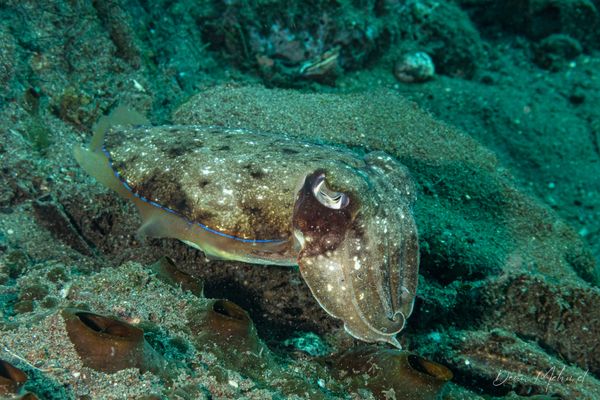 Pharaoh Cuttlefish - Photo 1