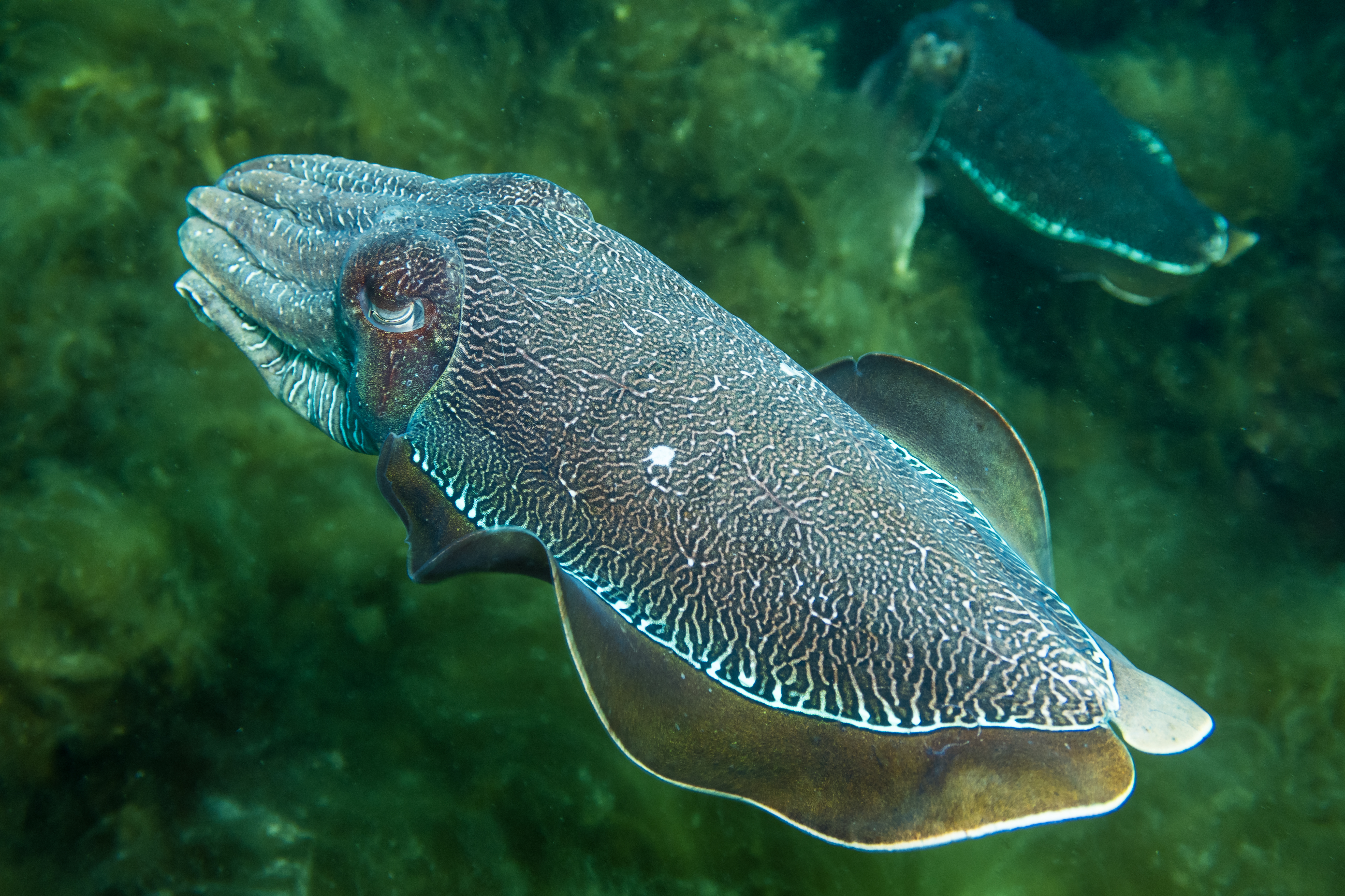 Australian Giant Cuttlefish
