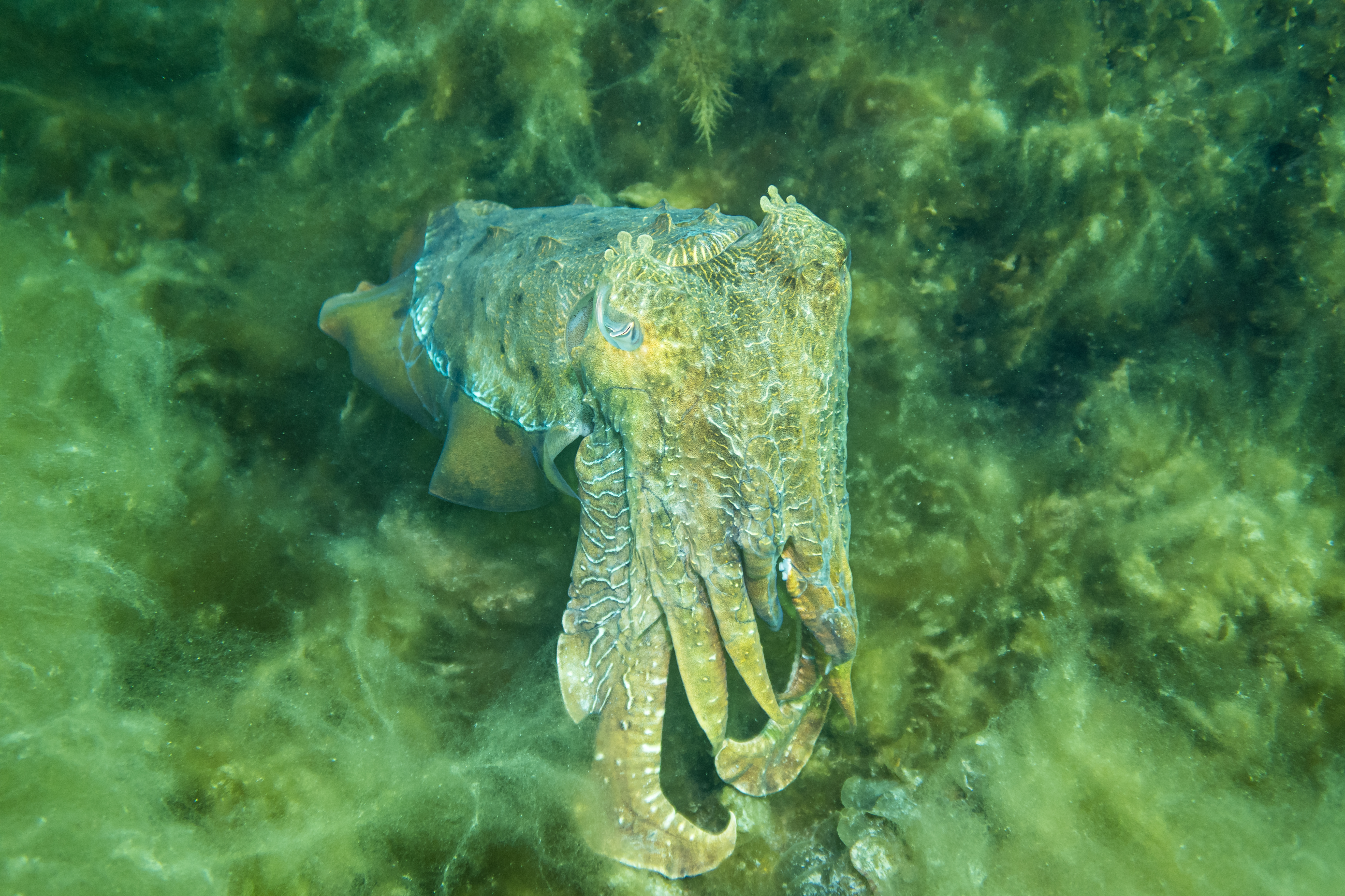 Australian Giant Cuttlefish