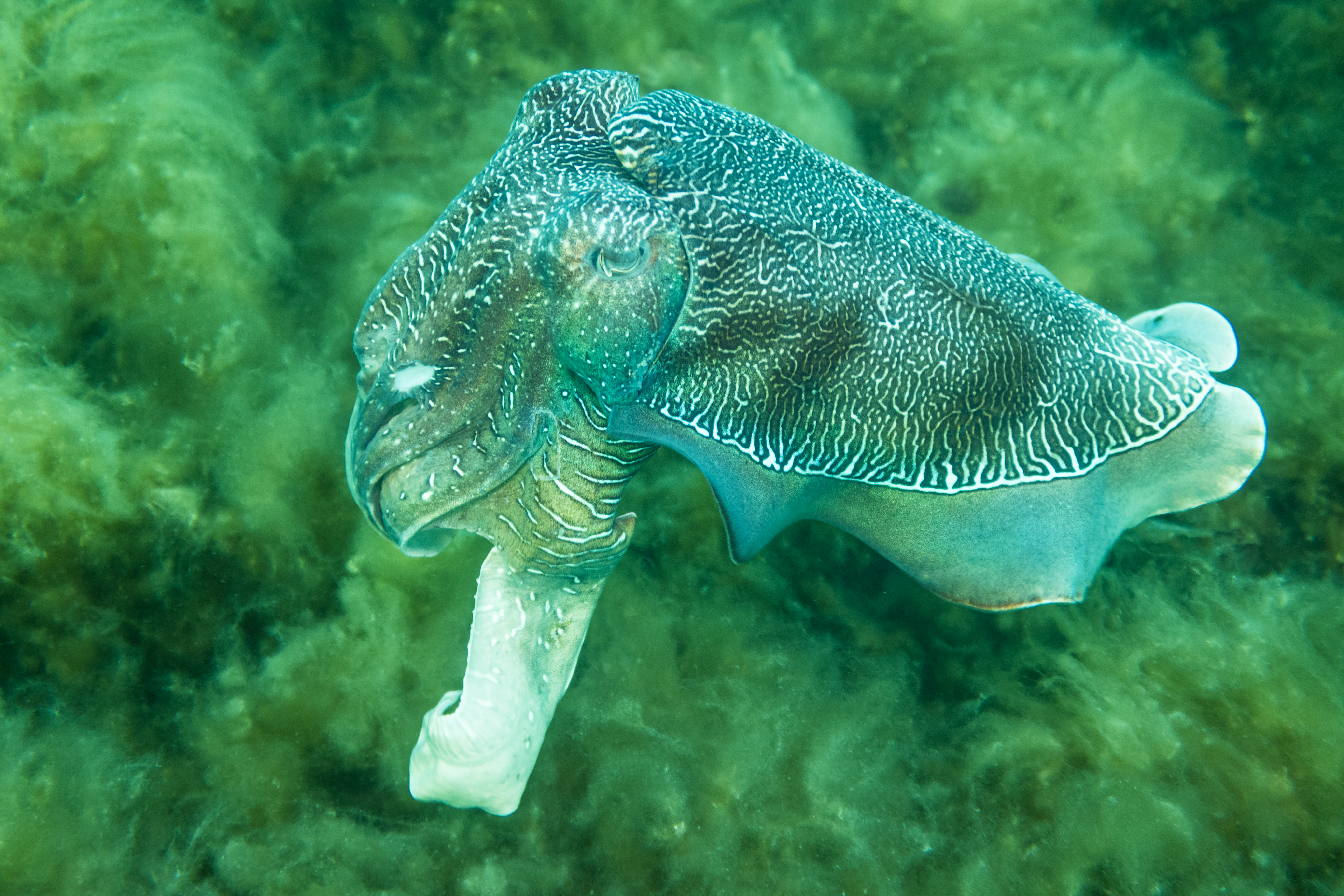 Australian Giant Cuttlefish