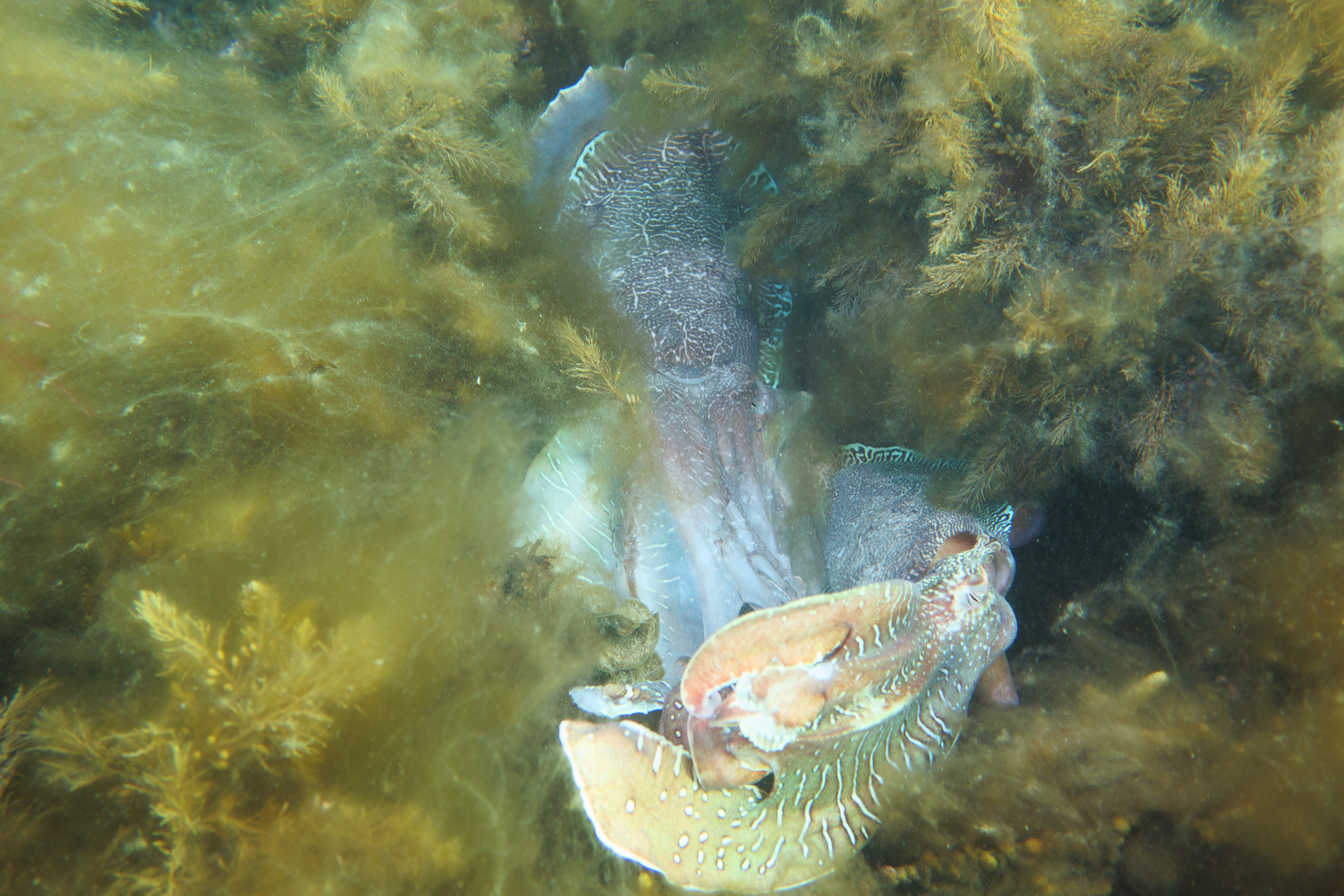 Australian Giant Cuttlefish