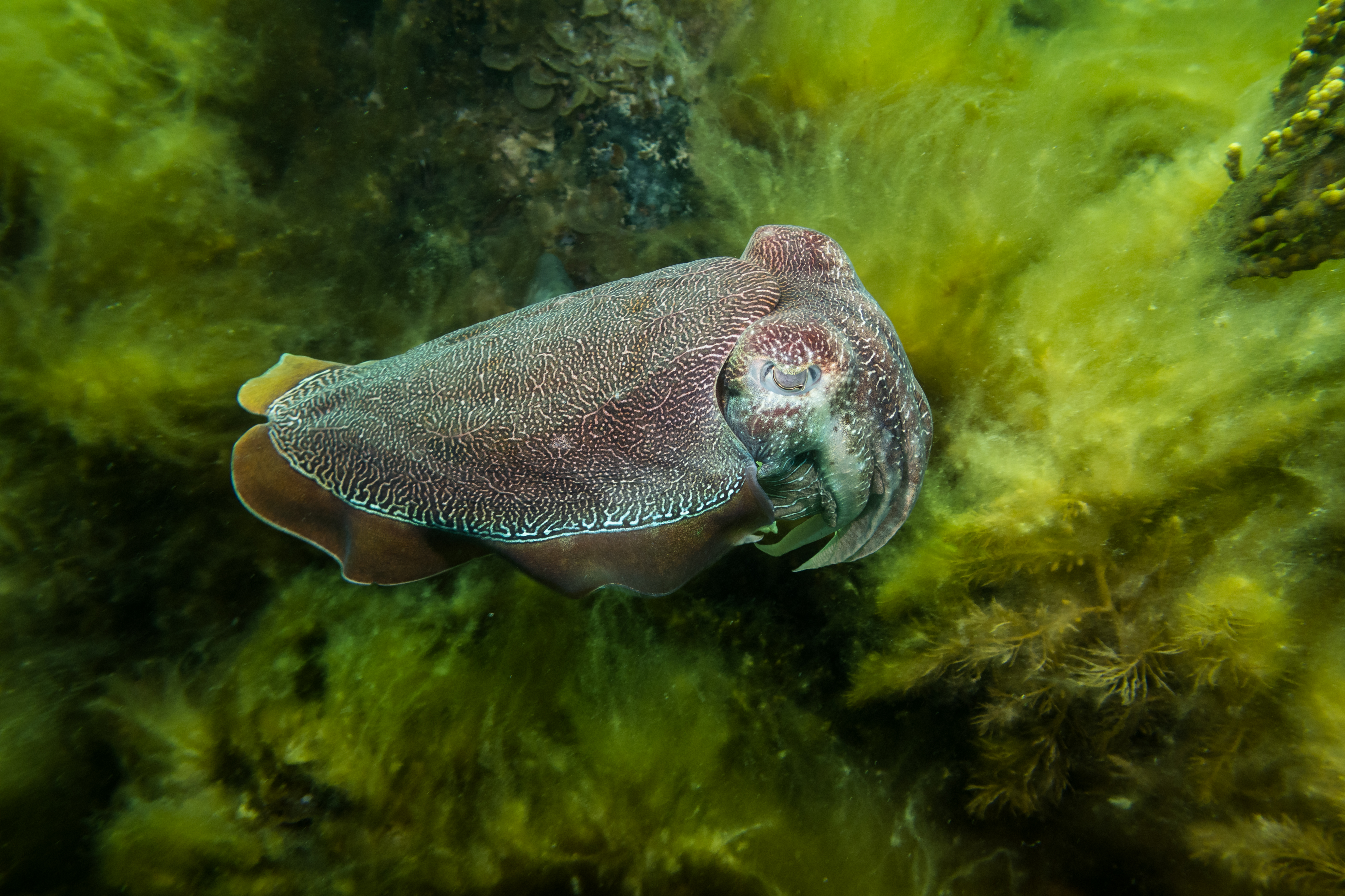 Australian Giant Cuttlefish