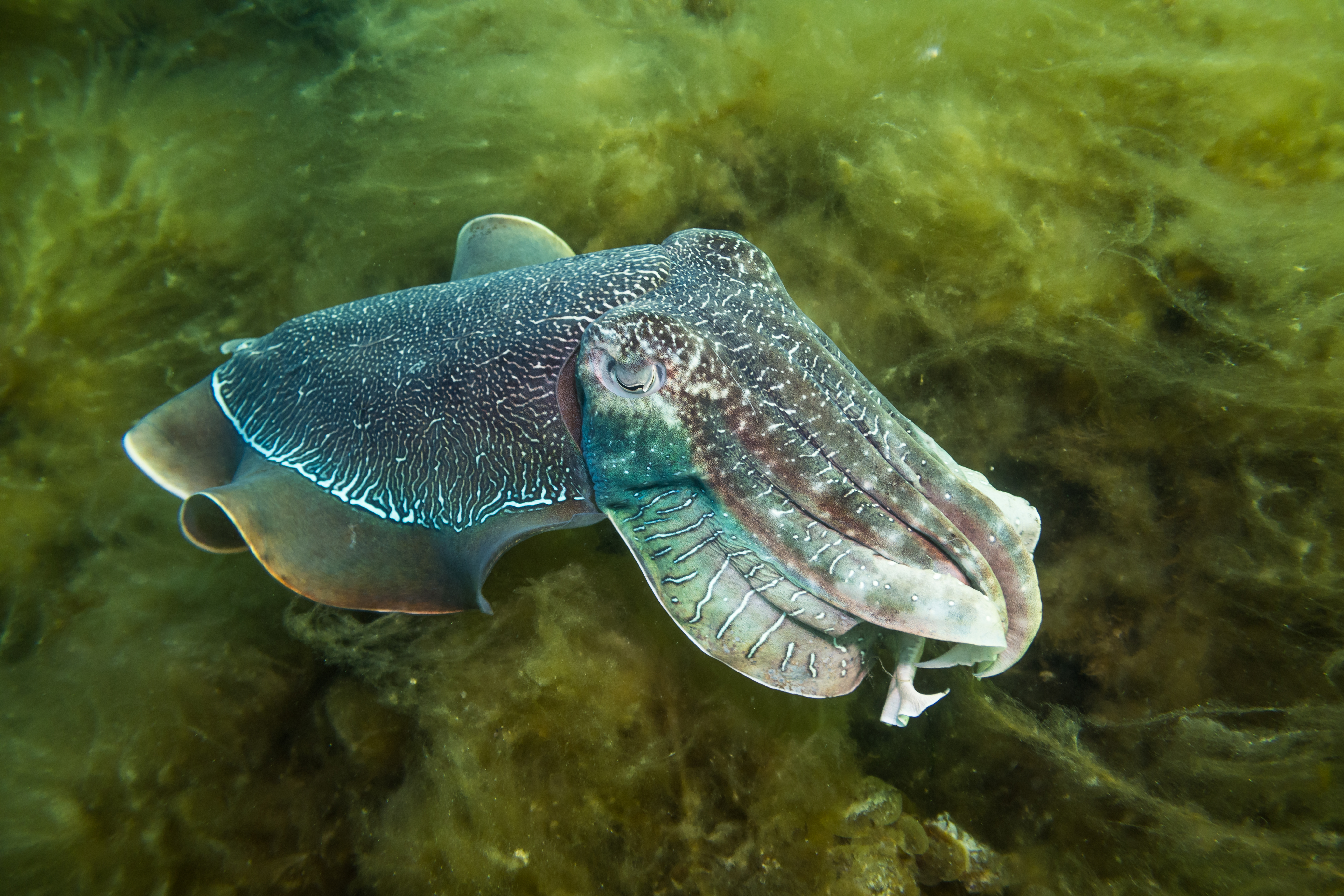 Australian Giant Cuttlefish