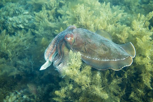 Australian Giant Cuttlefish - Photo 1