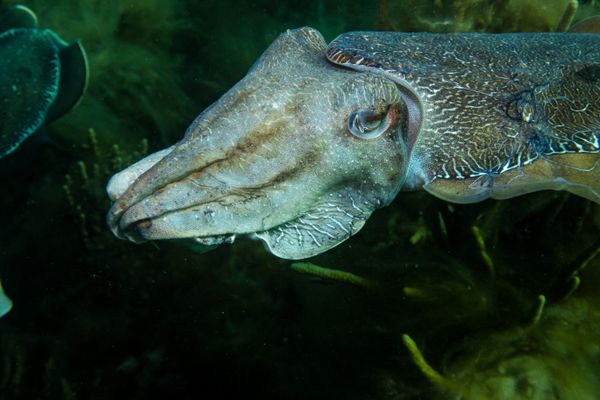 Australian Giant Cuttlefish - Photo 4