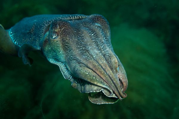Australian Giant Cuttlefish - Photo 5
