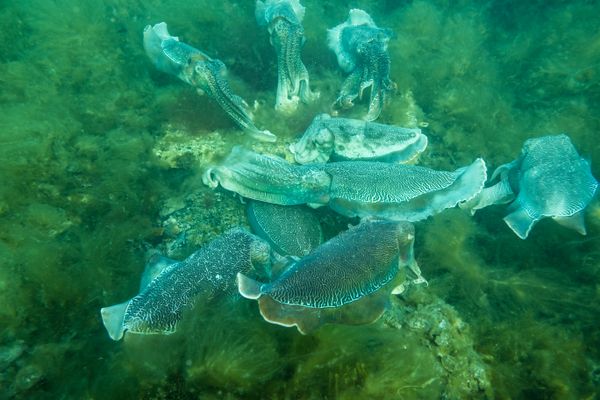 Australian Giant Cuttlefish - Photo 8