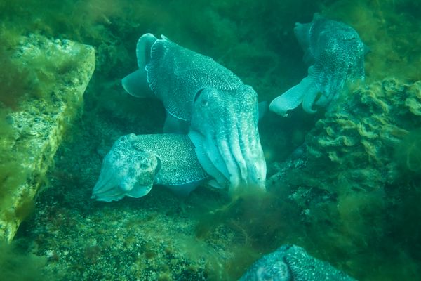 Australian Giant Cuttlefish - Photo 9