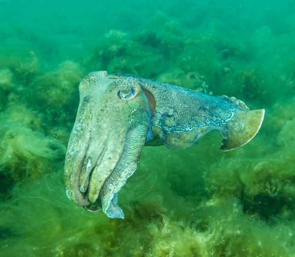 Australian Giant Cuttlefish - Photo 10