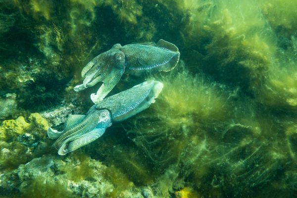 Australian Giant Cuttlefish - Photo 11