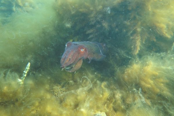 Australian Giant Cuttlefish - Photo 13