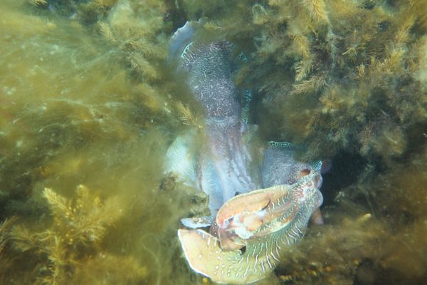 Australian Giant Cuttlefish - Photo 14