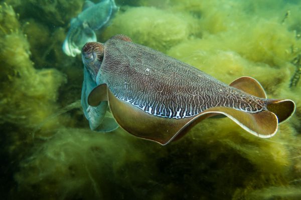 Australian Giant Cuttlefish - Photo 15