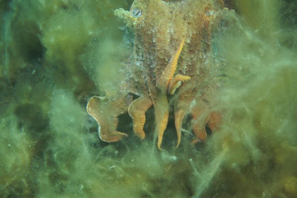 Australian Giant Cuttlefish - Photo 16