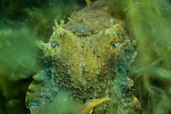 Australian Giant Cuttlefish - Photo 17