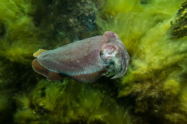 Australian Giant Cuttlefish - Photo 19