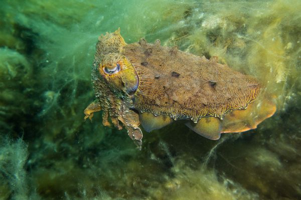 Australian Giant Cuttlefish - Photo 20