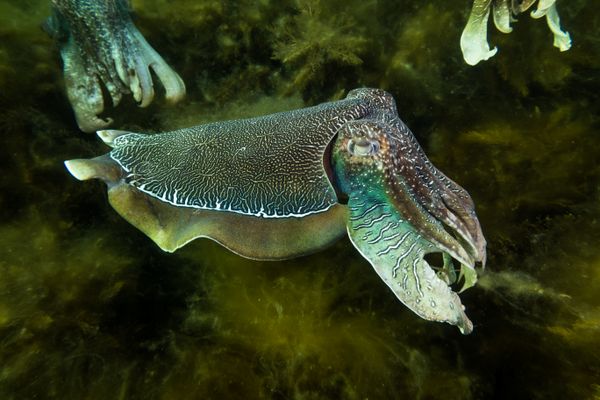 Australian Giant Cuttlefish - Photo 24