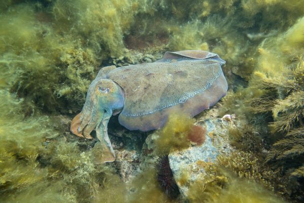 Australian Giant Cuttlefish - Photo 26