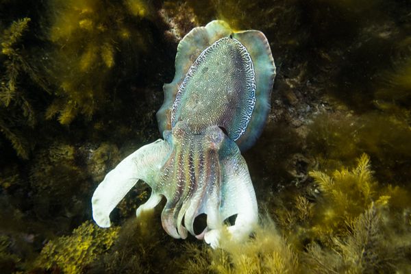 Australian Giant Cuttlefish - Whyalla / 25 June 2023