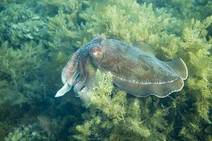 Giant Australian Cuttlefish