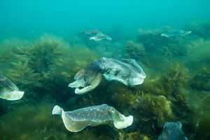 Australian Giant Cuttlefish from Whyalla