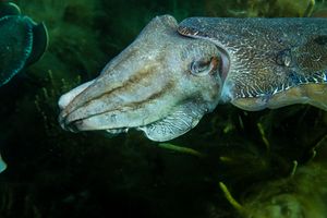 Australian Giant Cuttlefish from Whyalla