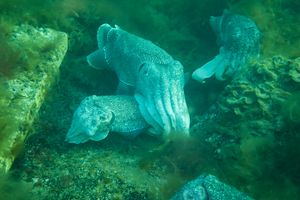 Australian Giant Cuttlefish