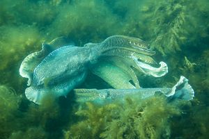 Australian Giant Cuttlefish