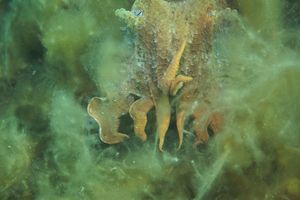Australian Giant Cuttlefish