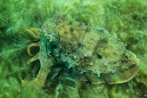 Australian Giant Cuttlefish